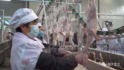 明友食品 年屠宰300萬羽芷江鴨項目投產(chǎn)，填補白條鴨市場空白，助力農(nóng)副產(chǎn)品銷售升級